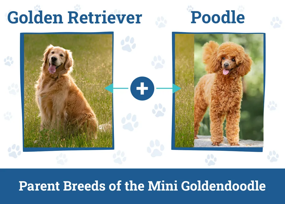 Parent Breeds of the Mini Goldendoodle