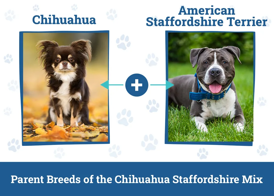 Parent Breeds of the Chihuahua Staffordshire Mix