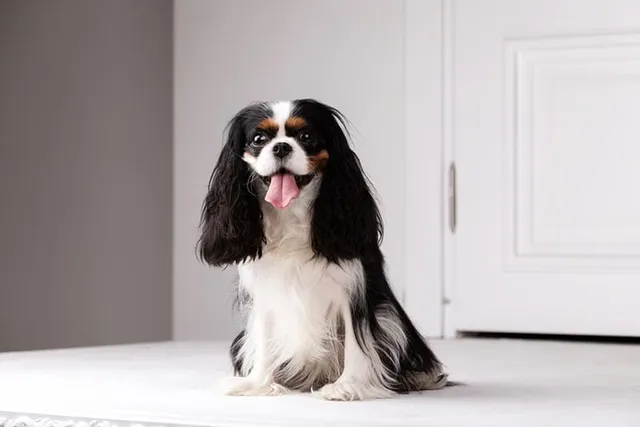 Vet-Verified Pros & Cons of Cavalier King Charles Spaniels: What to Consider Before Bringing One Home