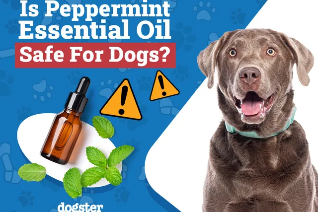 Is Peppermint Essential Oil Safe for Dogs? Vet-Reviewed Facts