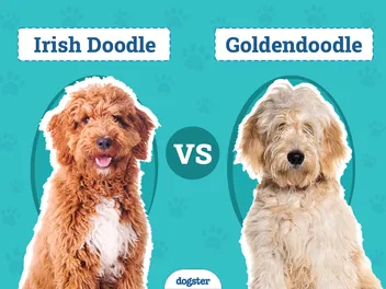 Irish Doodle vs Goldendoodle: The Differences (With Pictures)
