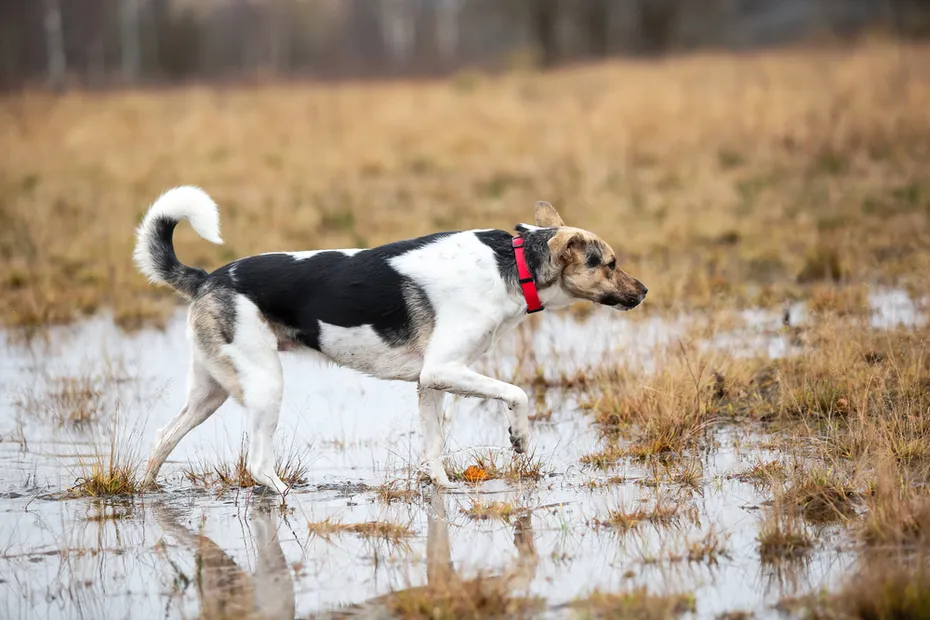 dog walking on field with water puddles