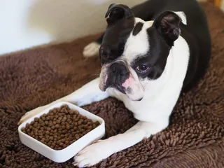 10 Best High-Protein Dog Foods in 2026 - Reviews & Top Picks