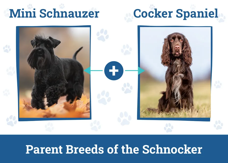 Parent Breeds of the Schnocker