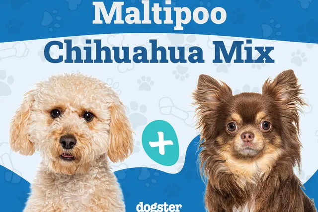 Maltipoo Chihuahua Mixed Dog Breed: Info, Pictures, Care Guide & More