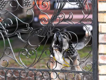 Frustration-Elicited Aggression in Dogs: Vet-Verified Info & How to Stop it