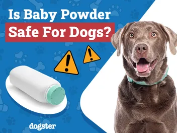 Is Baby Powder Safe for Dogs? Vet Approved Safety Advice