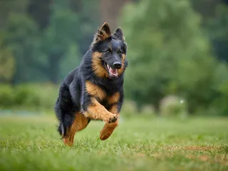 Bohemian Shepherd Dog Breed: Info, Pictures & Care Guide