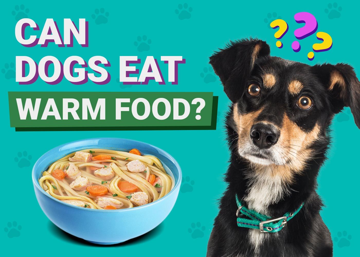 Can Dogs Eat Warm Food