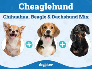 Cheaglehund (Chihuahua, Beagle & Dachshund Mix): Info, Pictures & Care