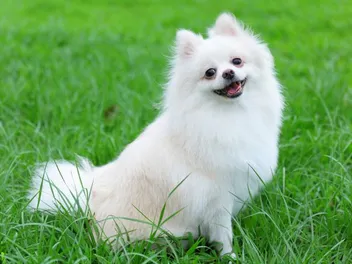 Is a Pomeranian Hypoallergenic? Vet-Reviewed Facts & Advice