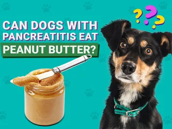 Can Dogs With Pancreatitis Eat Peanut Butter? Our Vet Explains