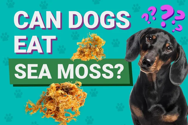 Can Dogs Eat Sea Moss? Vet-Verified Health Facts, Pros, Cons & FAQ