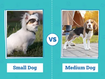 Small vs Medium Dog: The Main Differences Explained