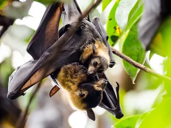 Why Do Bats Look Like Dogs? Vet-Reviewed Similarities & Relationship