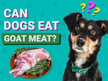 Can Dogs Eat Goat Meat? Vet-Approved Facts & FAQ