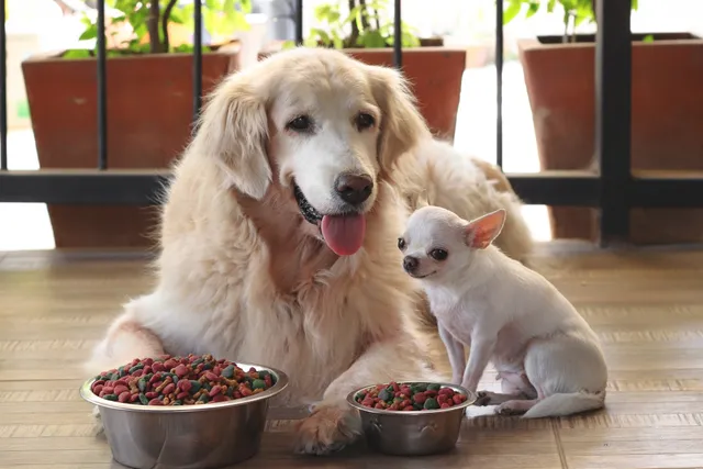 What Is Crude Protein in Dog Food? Vet-Verified Facts & Advice