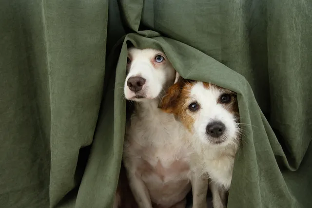 Can Dogs Tell If Someone’s Evil? The Science Behind the Senses