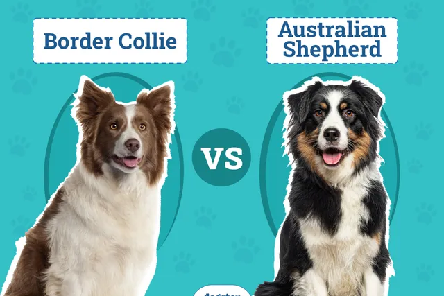 Border Collie vs Australian Shepherd: The Differences (With Pictures)