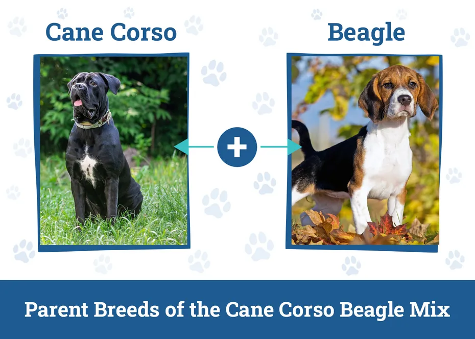 Parent Breeds of the Cane Corso Beagle Mix