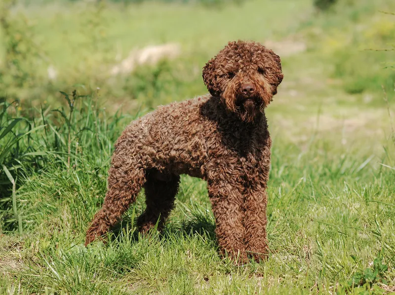 Lagotto Romagnolo standing on grass