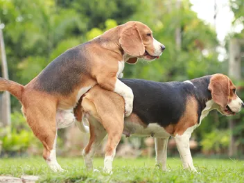 Do Female Dogs Have Orgasms? Vet-Verified Dog Physiology