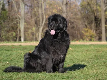Newfoundland Dog: Info, Pictures, Facts & Traits