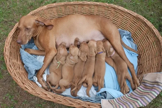 Postpartum Eclampsia in Dogs: Vet-Verified Signs, Diagnosis & Treatment