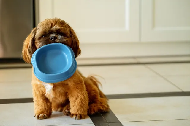 What Can Shih Tzus Eat? Vet-Approved Feeding Guidelines