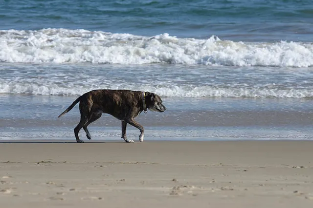 Top 6 Dog-Friendly Beaches in Santa Barbara, CA in 2026