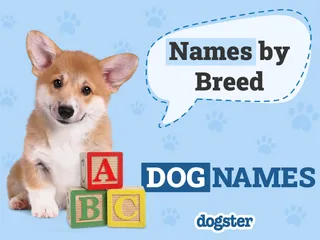Dog Names by Breed: A Complete List From A to Z