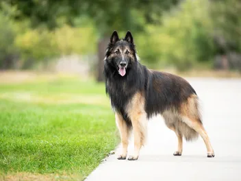 Belgian Tervuren Dog Breed: Info, Pictures, Care & More