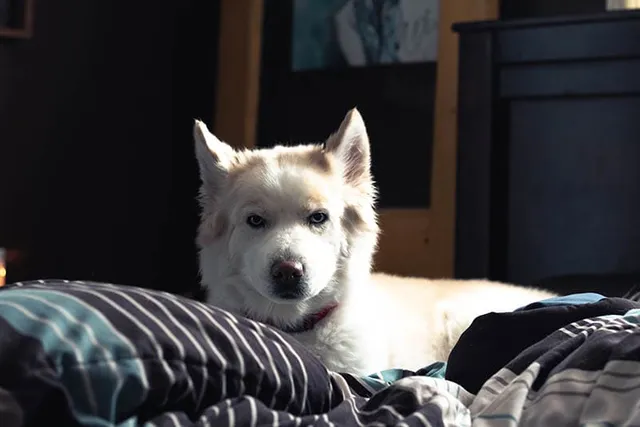 Samusky (Samoyed Husky Mix): Info, Pictures, Care & More