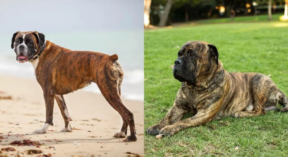Boxer Mastiff Dog Side by Side on a beach and in the grass