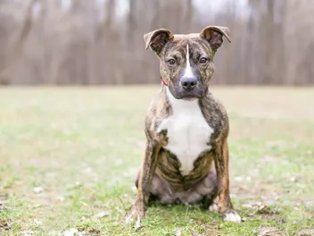 Brindle Pitbull: Info, Pictures, History & Origin
