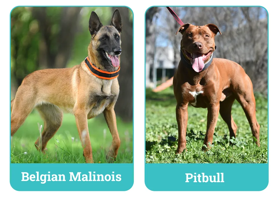 Belgian Malinois vs. Pitbull