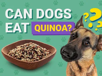 Can Dogs Eat Quinoa? Canine Diet & Health (Vet-Approved)