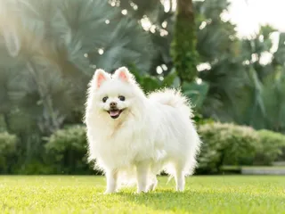 14 Small White Dog Breeds - Info, Pictures & History
