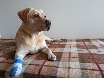 How to Treat a Burned Dog Paw Pad: 7 Expert Tips (Vet Answer)