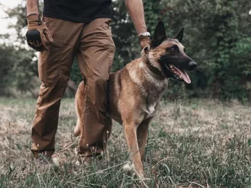 13 Belgian Malinois Pros and Cons: Traits & Characteristics