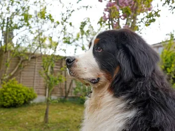 Do Bernese Mountain Dogs Drool? Vet-Verified Facts & What to Expect