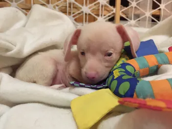 I Never Planned to Keep Piglet, the Deaf Blind Pink Puppy