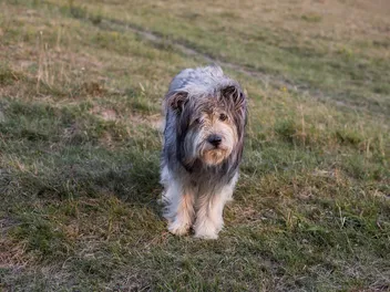 Carpathian Sheepdog Dog Breed: Info, Pictures, Care & More