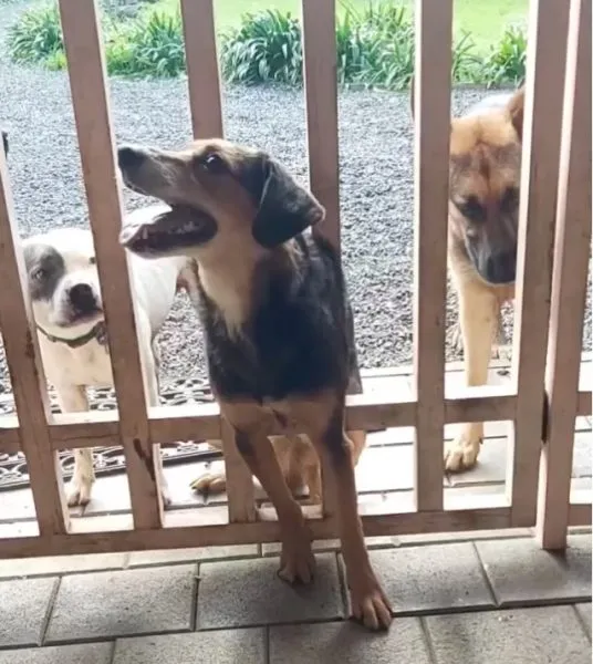 Rosa stuck in the fence