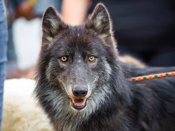 What Dog Is Closest to a Wolf Genetically? Breeds & Facts