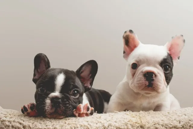 The Cleaning Mistakes That Ruin Wool Rugs (And What to Do Instead)