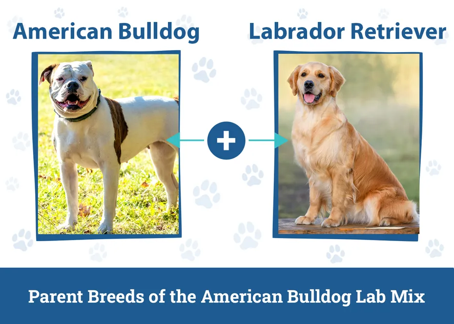 Parent Breeds of the American Bulldog Lab Mix