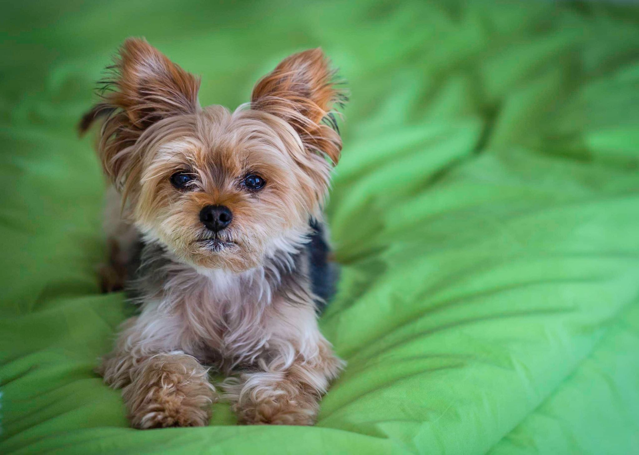old yorkie