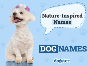 115 Nature-Inspired Dog Names for the Outdoorsy Type
