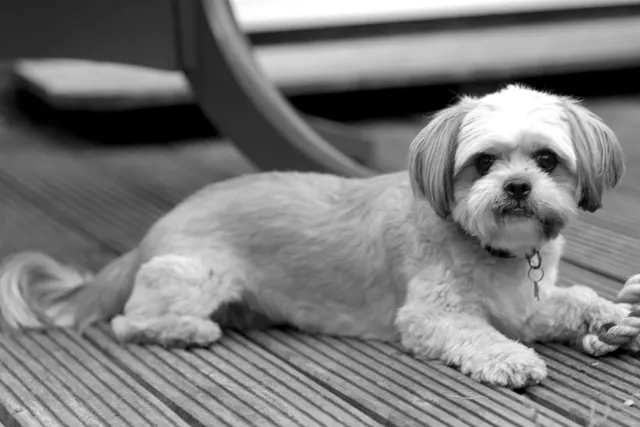 ShiChi Dog (Chihuahua & Shih-Tzu Mix): Info, Pictures, Care & More
